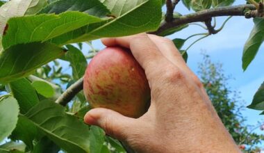 The do's and don'ts of picking fruit in your neighbourhood