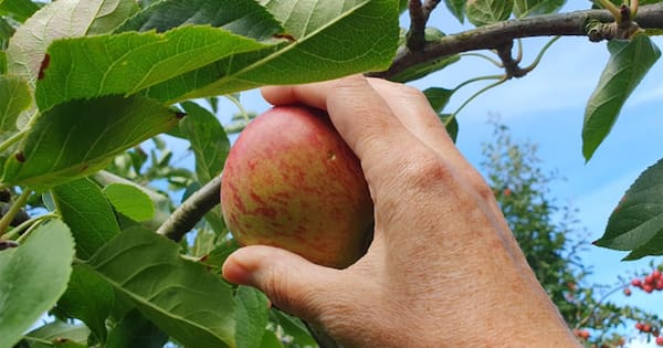 The do's and don'ts of picking fruit in your neighbourhood