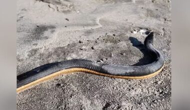 Highly-venomous sea snake washes ashore alive in Bay of Plenty
