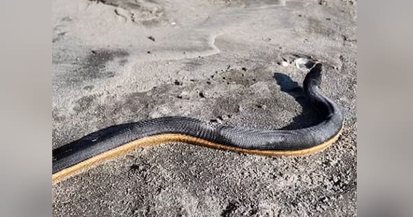 Highly-venomous sea snake washes ashore alive in Bay of Plenty