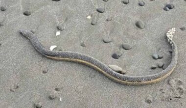 Second sea snake found on Bay of Plenty beach shocks dog walker
