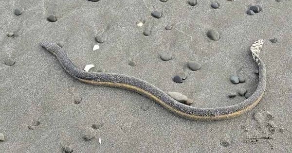 Second sea snake found on Bay of Plenty beach shocks dog walker