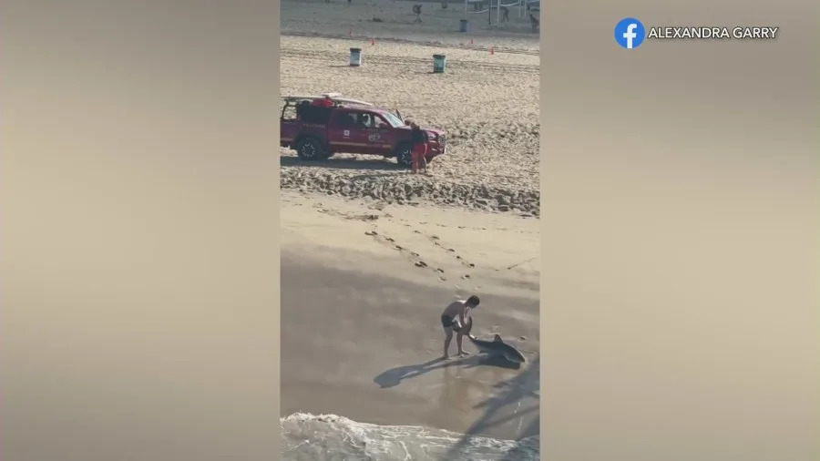 Man in shorts stands in shallow water freeing a juvenile great white shark caught on a fishing line at Hermosa Beach Pier while a lifeguard vehicle sits on the sand nearby.