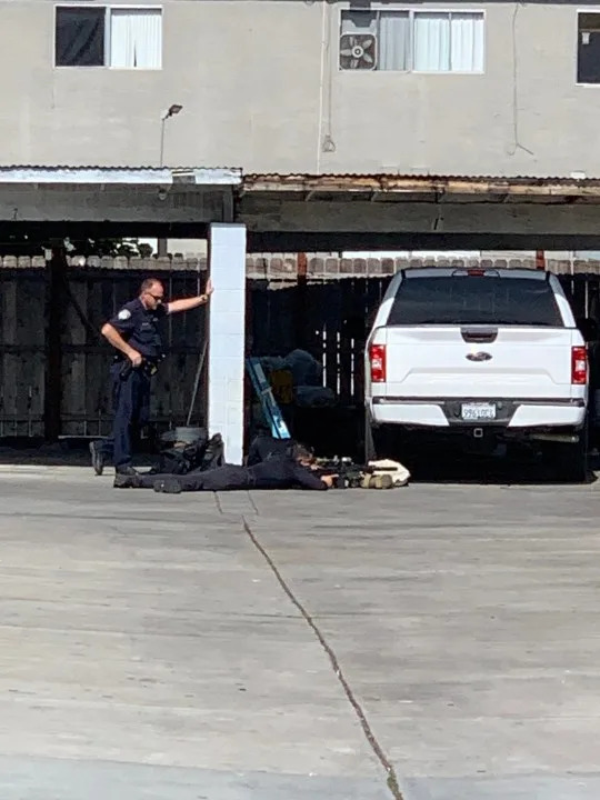 A mountain lion was tranquilized after it was found in a busy area of Escondido, Calif. on May 4, 2026. (CDFW)