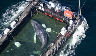 Timmy the humpback whale escapes to the North Sea | News