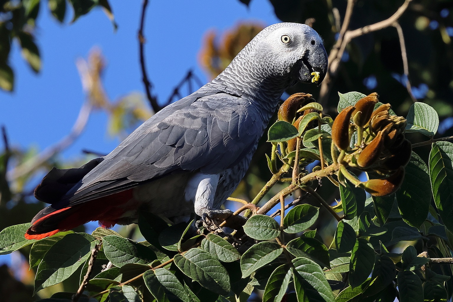 Parrots are widely sold online on Facebook, including species such as the endangered African grey parrot, whose international trade is banned. Researchers found nearly 84% of ads involved animals whose international trade is prohibited.