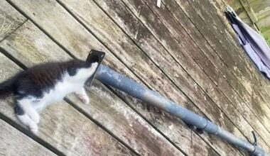 Kitten found stuck in patio umbrella makes a 'bumpy' recovery