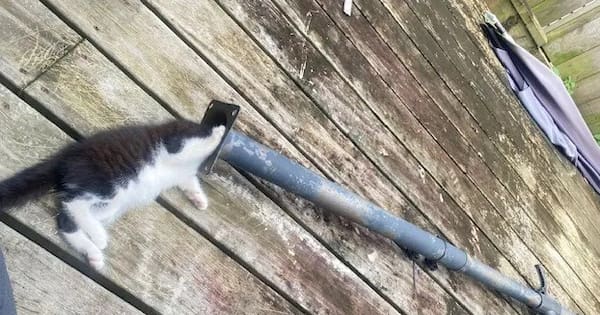 Kitten found stuck in patio umbrella makes a 'bumpy' recovery