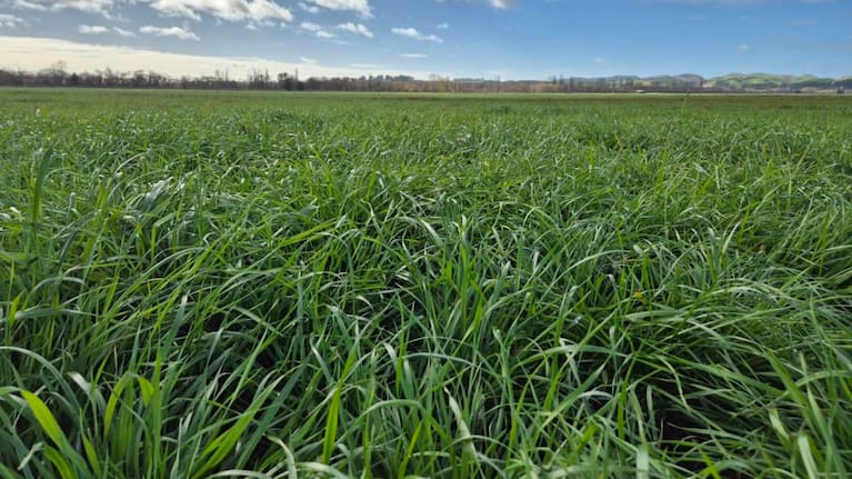 Alistair Setter owns 180 hectares of cropping land in Ongaonga.