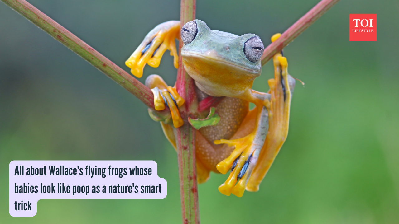 Wallace's flying frogs All about Wallace's flying frogs whose babies look like poop as a nature's smart trick
