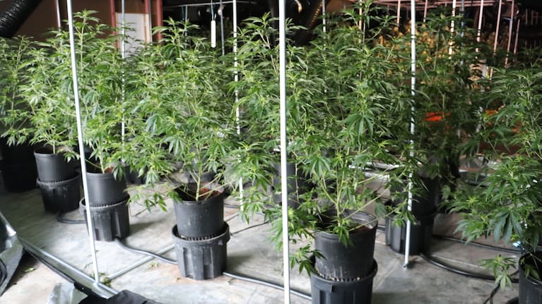 All of the plants had since been destroyed. (Source: NZ Police)