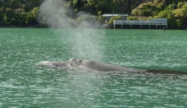 DOC calls for sightings of entangled whale off Rakiura coast