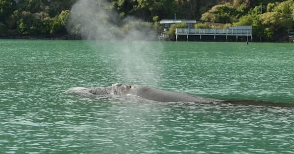DOC calls for sightings of entangled whale off Rakiura coast