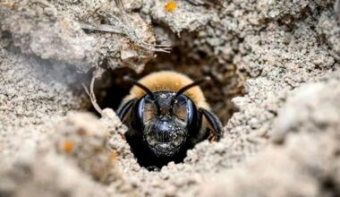Millions of Bees Have Thrived Under a New York Cemetery for More Than a Century