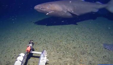 Deep-sea sleeper shark captured on camera in the Antarctic Ocean near the seafloor in near-freezing water
