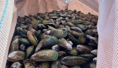 Mussel supplier fined $24,000 for illegal shipments from banned area