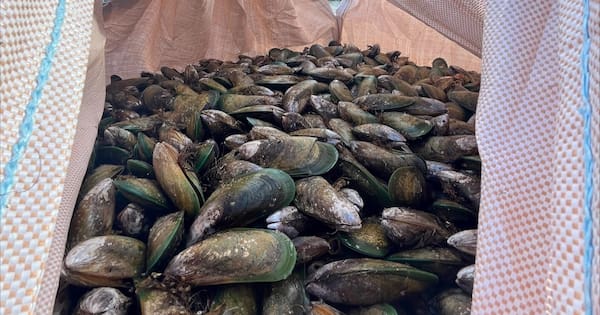 Mussel supplier fined $24,000 for illegal shipments from banned area