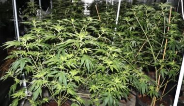 Odd sights and smells lead police to cheeky Auckland grow house