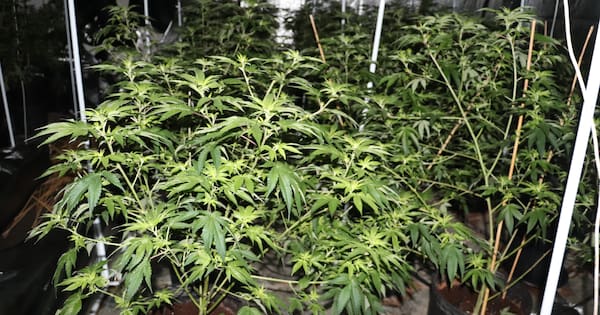 Odd sights and smells lead police to cheeky Auckland grow house
