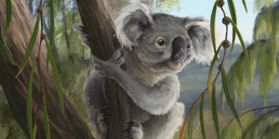 artist's reconstruction of new koala species