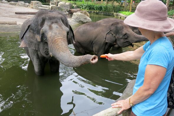 Asian Elephant Asian Elephant