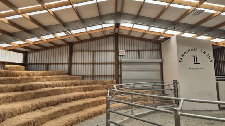 At Tangihau Angus bulls are sold via on-farm sales each June, with a custom sale barn holding up to 300 people. Source: Gianina Schwanecke / Country Life