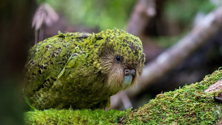 Attenborough Strigops habroptilus (Kākāpō). Photo: Jake Osborne