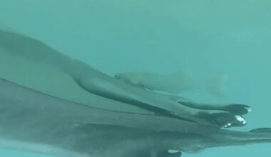 Suckerfish Are Disappearing into Manta Rays' Rear Ends. Researchers Say They’re ‘Just That Weird’
