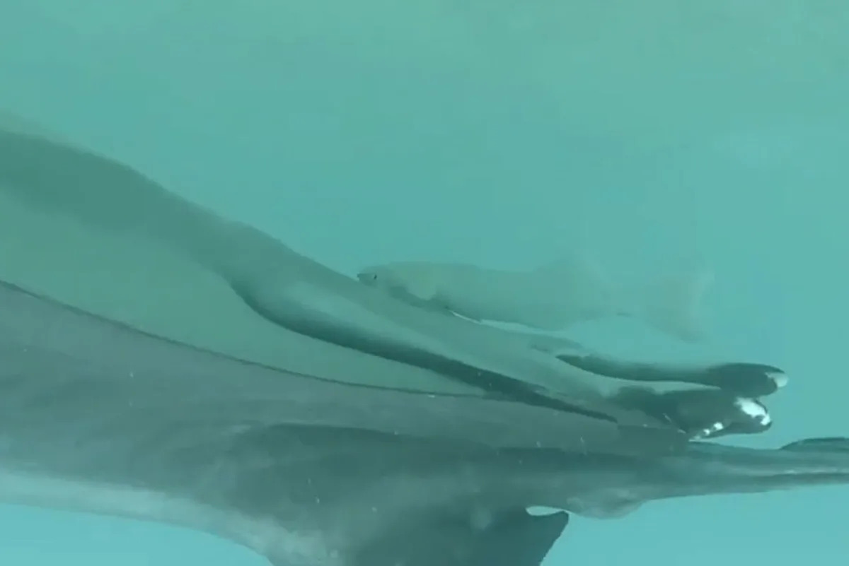 Suckerfish Are Disappearing into Manta Rays' Rear Ends. Researchers Say They’re ‘Just That Weird’