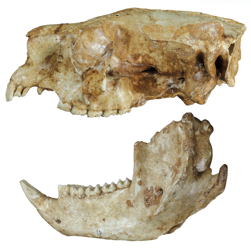 Side view of a koala skull with the top skull above a lower jaw of similar size.