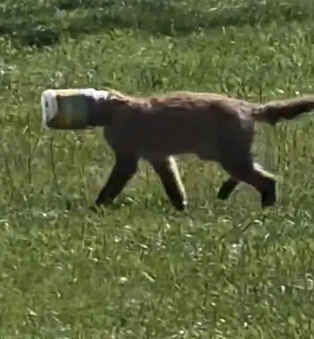 Baby fox with peanut butter jar stuck on its headCredit: Middletown Township, Bucks County, PA/Facebook