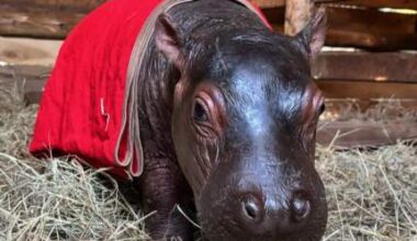 Bumpy’s life got off to a rough start after his mother died within days of giving birth to him.