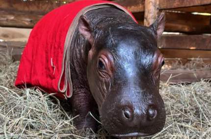 Bumpy’s life got off to a rough start after his mother died within days of giving birth to him.