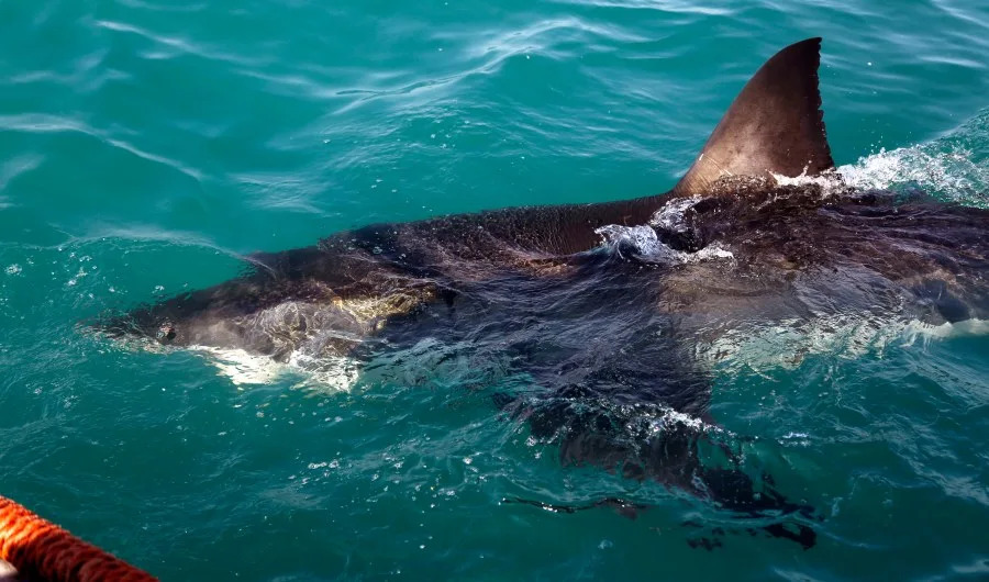 Great White Shark