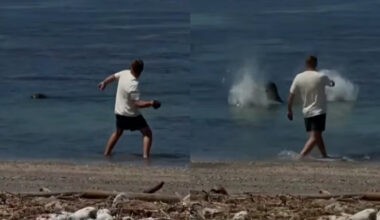 Man who threw rock at endangered seal in Maui says he was 'protecting turtles'