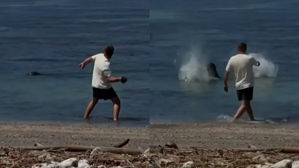 Man who threw rock at endangered seal in Maui says he was 'protecting turtles'
