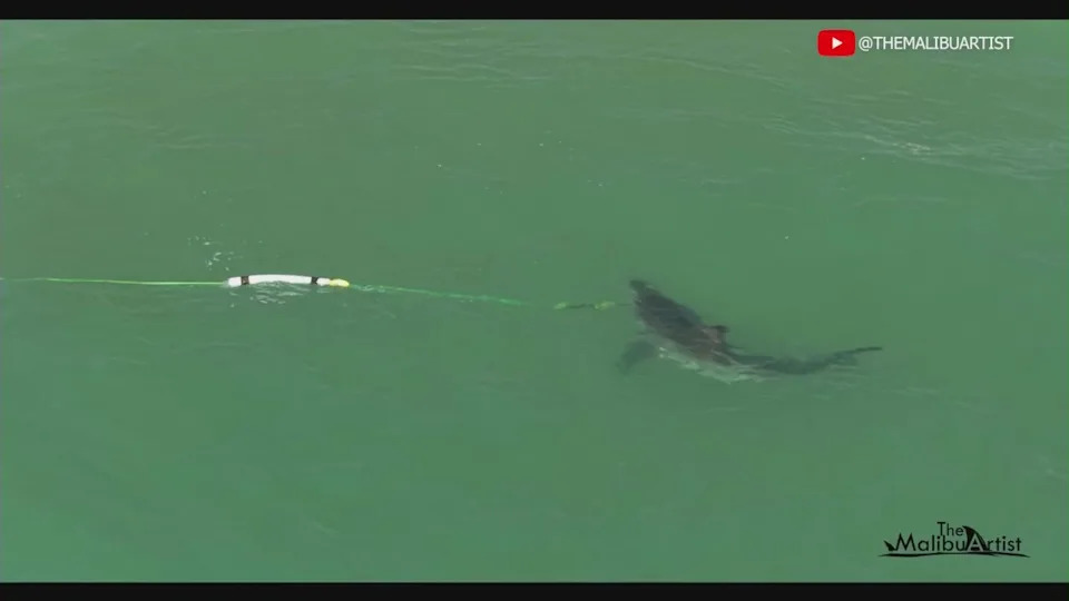 Great white bites camera