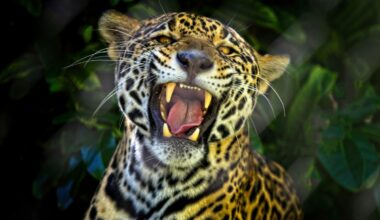 Panthera onca
