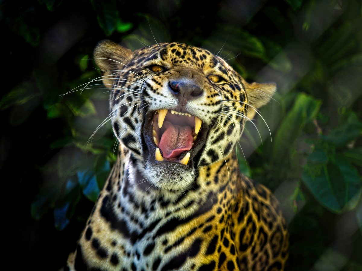 Panthera onca