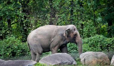 Happy, who taught researchers elephants recognise themselves, euthanised
