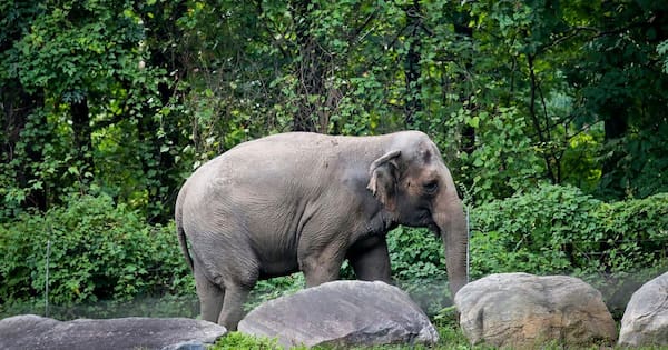 Happy, who taught researchers elephants recognise themselves, euthanised