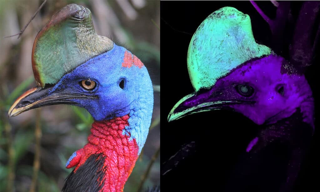 Vividly colored bird with striking blue, red, and green feathers, shown in normal and UV lights.