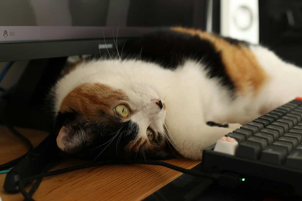 A cat lying in front of a computer keyboard staring up