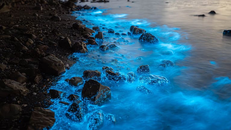 Cellphone cameras are not sufficient to capture the bioluminesence. 