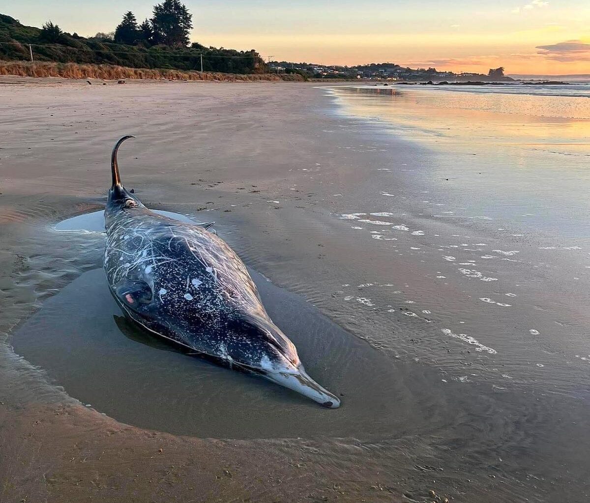 Rare whale washes up at Kaka Point
