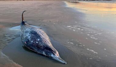 Rare whale washes up at Kaka Point