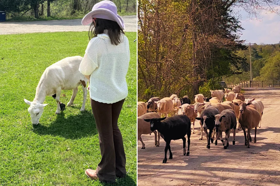 sheep