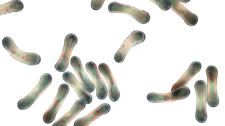 Corynebacterium diphtheriae illustration. File photo.