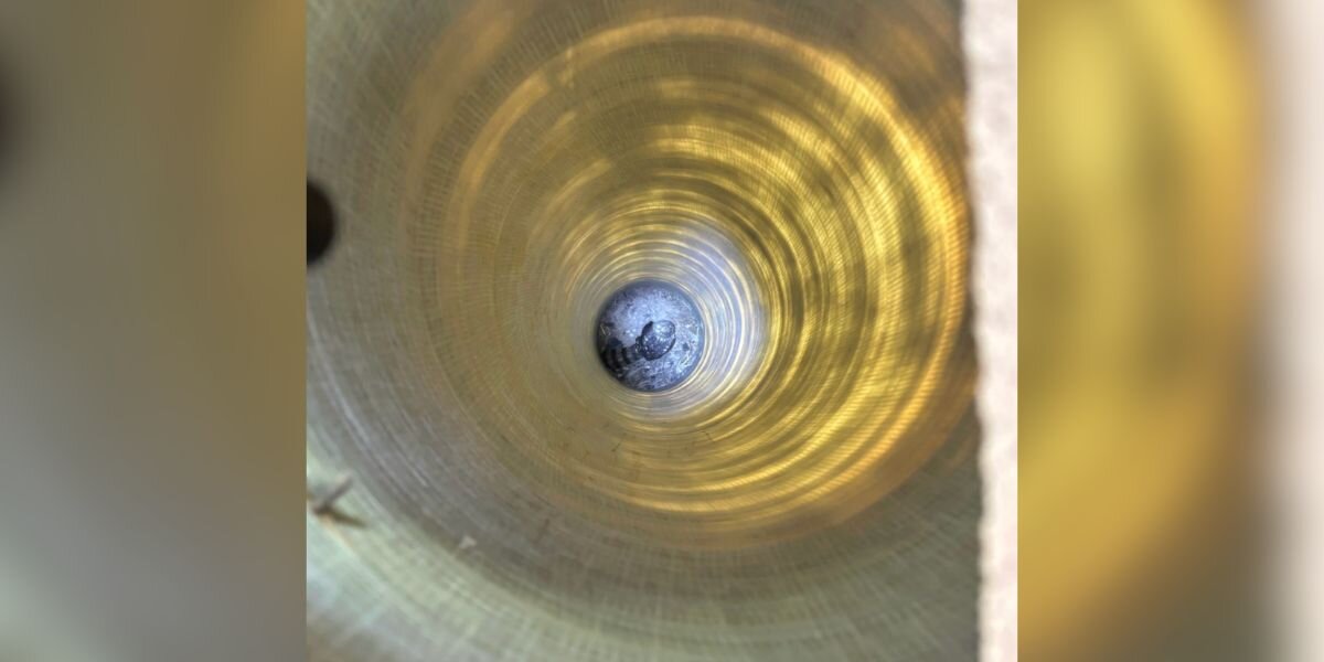 Preschool Staff Hear 'Rustling' In Column And Uncover A Beautiful Bird Stuck Inside