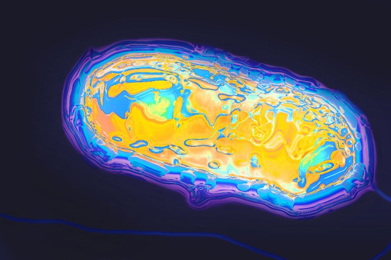 A transmission electron micrograph showing an elongated capsule-shaped form with a yellow and orange interior, surrounded by a blue and purple exterior on a dark background